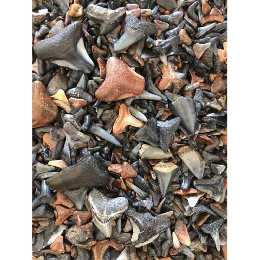 Shark Fossil Dig Bag including Meg fragments from NC and SC